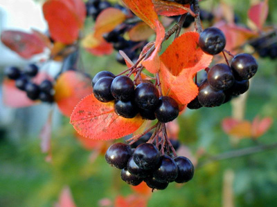 Лечебные свойства ягод черноплодной рябины