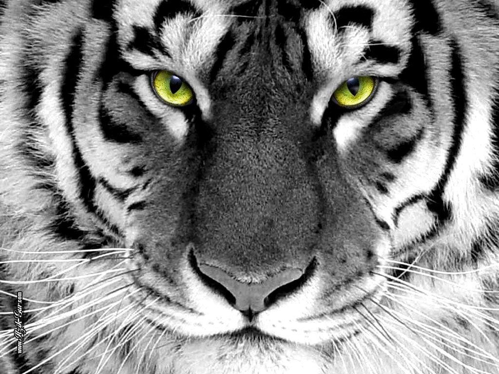  тигра
