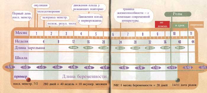 Срок беременности по дате переноса