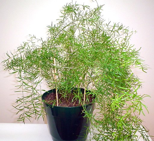 51+ Asparagus Zierpflanze Rankel, Bei den blättern des asparagus