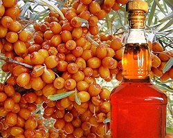 Привилегии облепихи