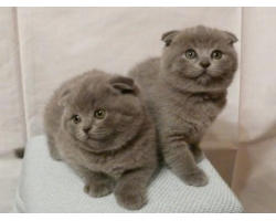 Британские вислоухие кошки