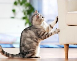 Как отучить кота драть мебель?