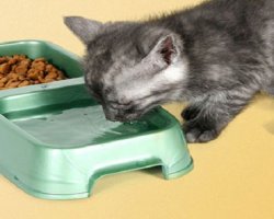 Как правильно кормить котенка