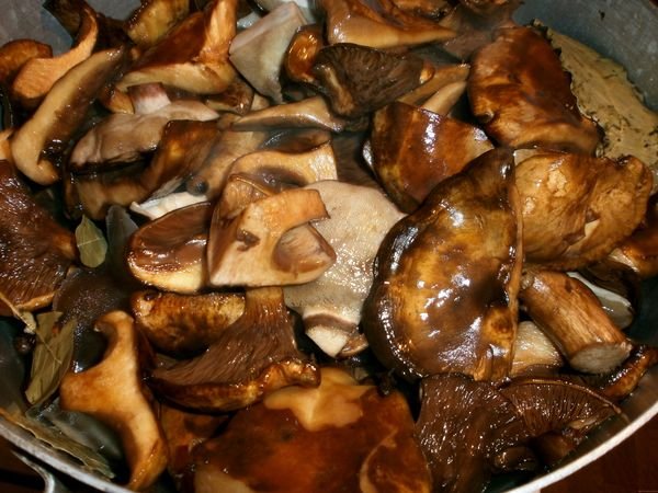 Самая полезная зелень для организма: фото, какая зелень самая Семена укропа