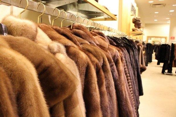 Как ухаживать за мандариновым деревом в домашних 29 Как ухаживать за мандариновым деревом в домашних 5