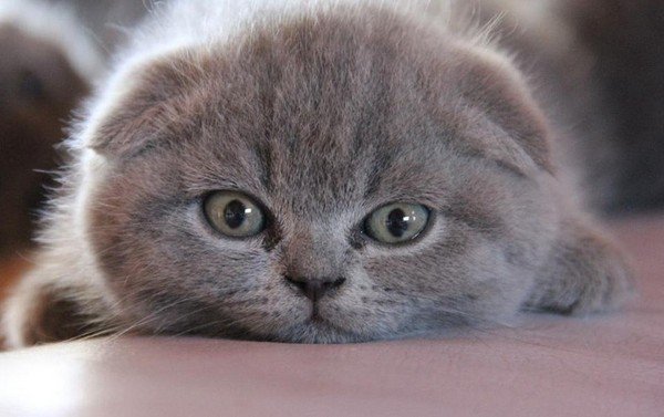 вислоухие персидские котята фото