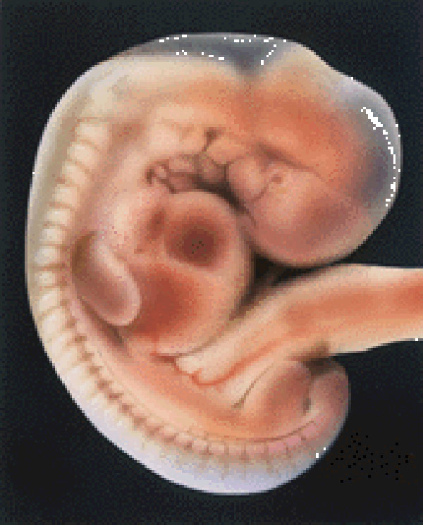 Ребенок В 12 Недель Беременности Фото