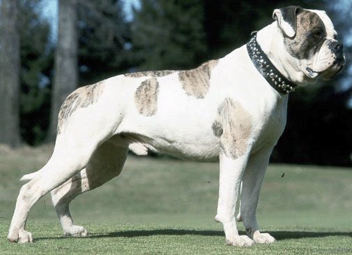 американский бульдог фото взрослой собаки кобеля