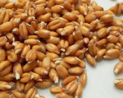 Польза пророщенной пшеницы и противопоказания для ее применении