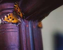 Бабочка залетела в окно: примета