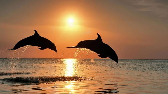 К чему снятся дельфины? Толкования популярных сонников